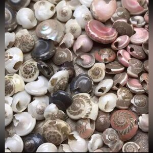 Seashell Beads Button Top Shells Mixed Lot DIY Jewelry Making Crafting Crafts